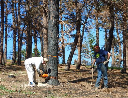 https://rivercrossinginc.tripod.com/firepictures/chainsaw.jpg