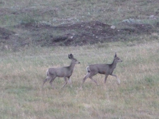 https://rivercrossinginc.tripod.com/firepictures/fawns.jpg